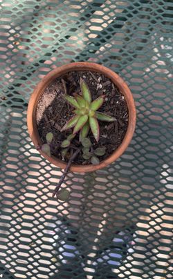 Succulent Plant 