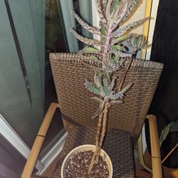 Large Kalanchoe Mother of Thousands Succulent Plant, ALLIGATOR PLANT, pregnant plant, mother of millions