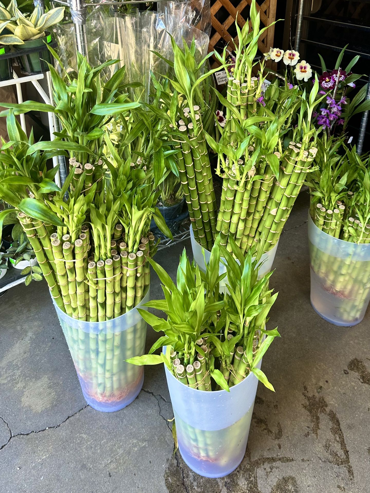 Lucky Bamboo Plants Shop Tiệm cây phát tài