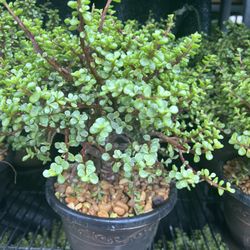 Bonsái Jade In 8” Pot. SPECIAL PRICE 🤩