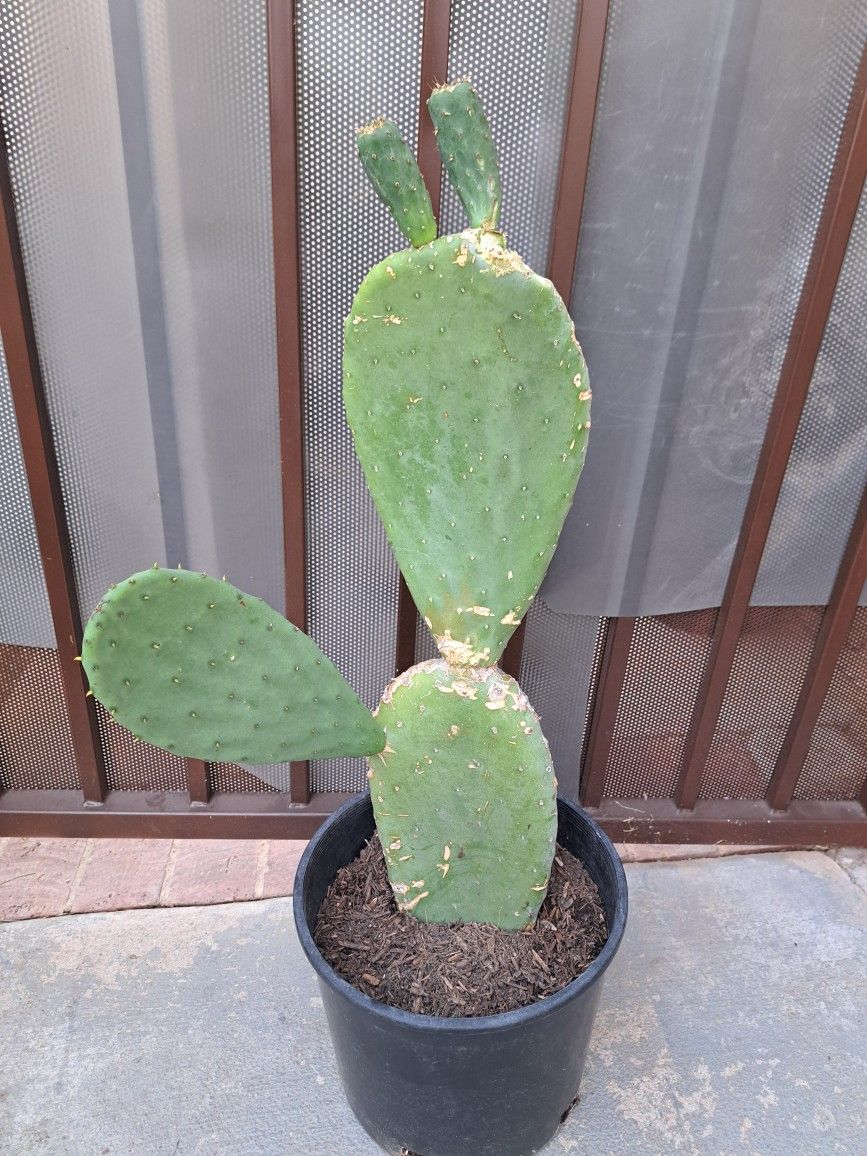 Penca De Nopal