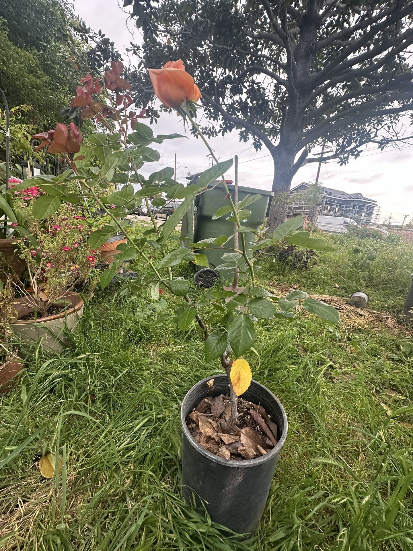 Flowers For Sale