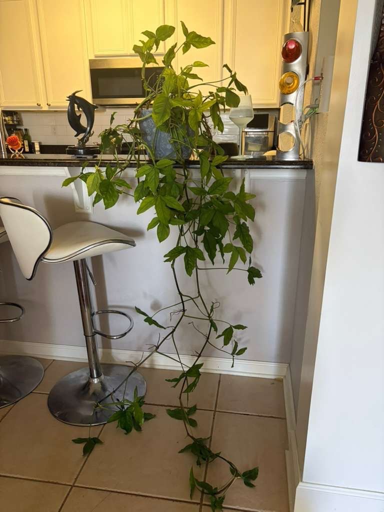 Large plant