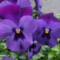 Purple Bicolor Viola Flower Plants! Perrennial Vareity! Several Colors Available! 2026 Plants Are Available Now!