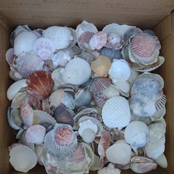 Lot Of Scallop Seashells, Shells