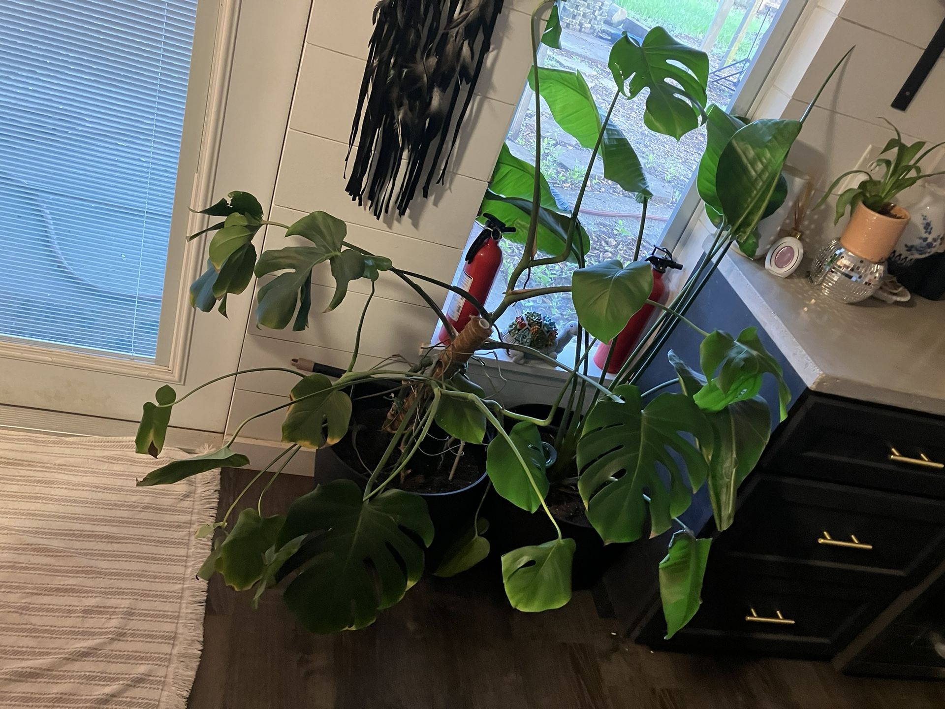 Plantsssss