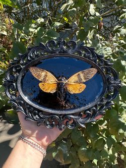 Wall mounted black frame cicada