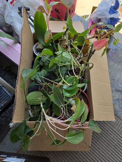 Lot of Assorted Potted Houseplants !!READ