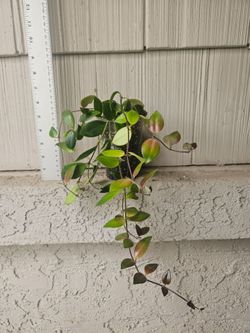 Mona Lisa Lipstick Plant