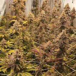 Two Maxisun 400w samsung diodes led grow lights + 2x4 180w grow light obo