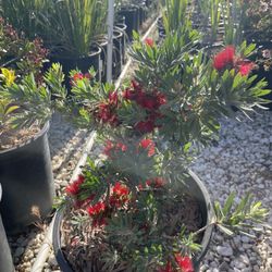 Litle John 5 Gallons 