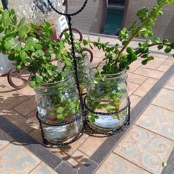 $15 Propagation Jars Filled With Elephant Food Succulents OR Use For Silverware For Your BBQ