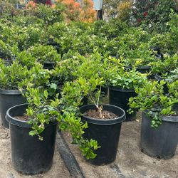 Ficus Plants