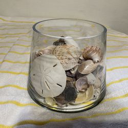 Sea Shells Collection With Clear Glass Vase