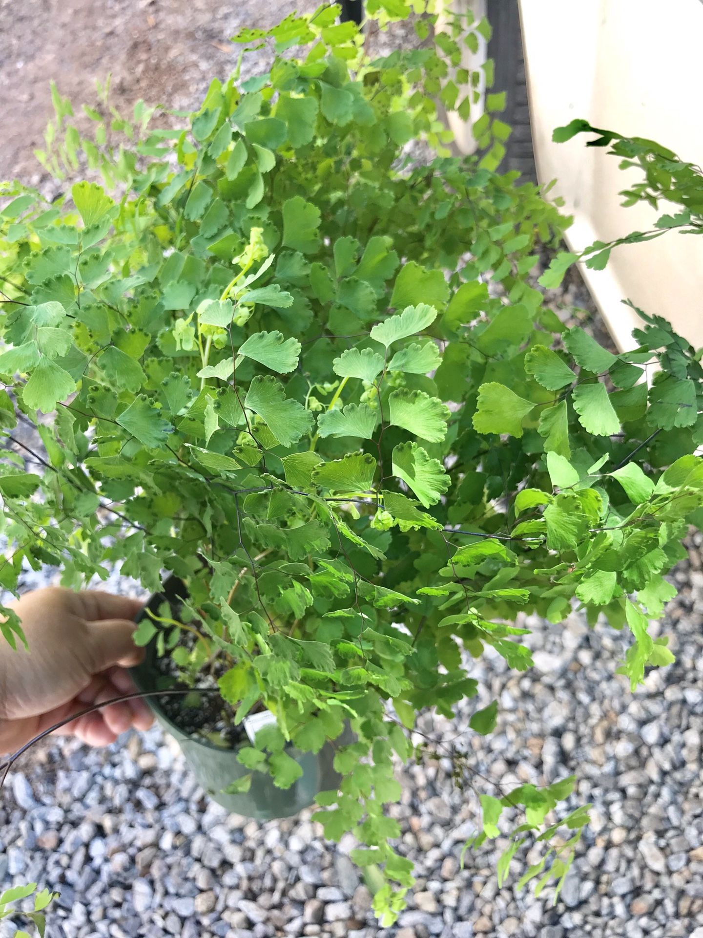 Plants (6” angel Fern $5each)