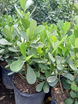 Clusia Hedges 7gl 3ft🌱$13