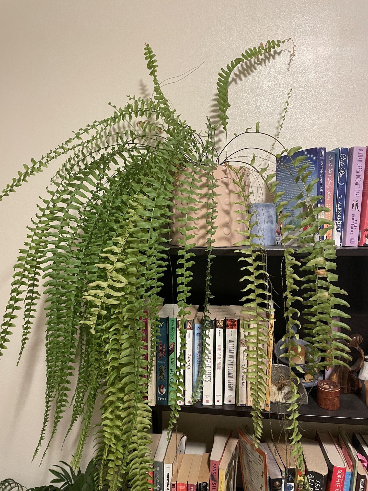Large Fern Plant With Pot