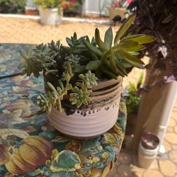 Succulents Arrangement/suculentas Varias 