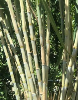 Green Sugarcane Cuttings for Rooting