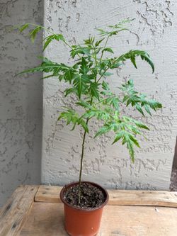 Healthy Neem plant for sale