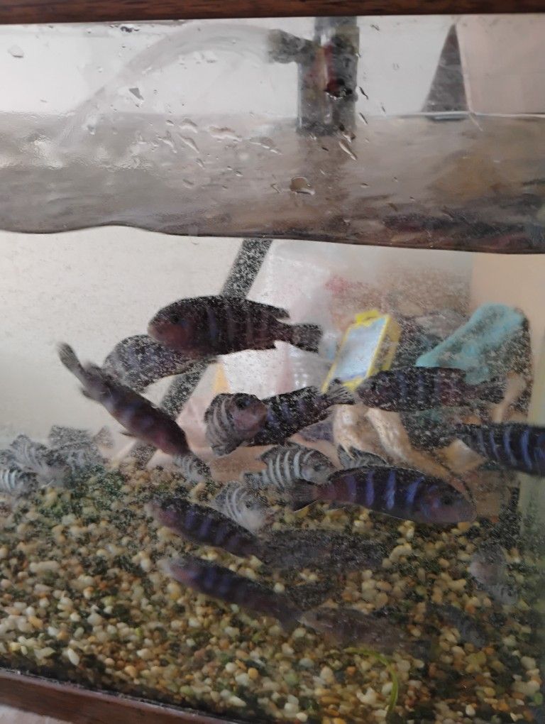 Fish Tank