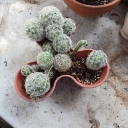 Mamillaria Plumosa
