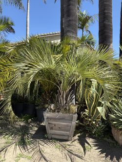 Butia Capitata (Pindo Palm)