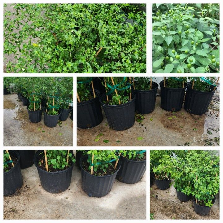Chiles Del Monte 3gallones 2ft Tal Bushes
