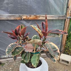 Rubber Plants 8" Pot