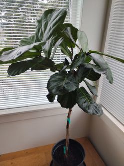 Fiddle Leaf Fig Tree (Ficus Lyrata)