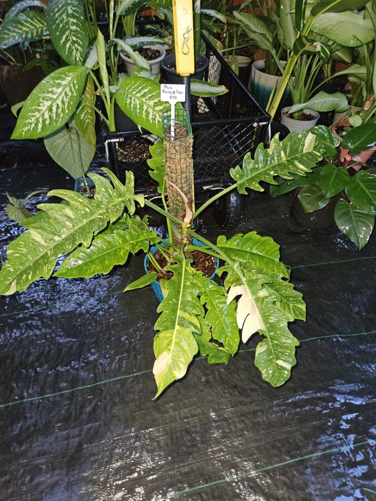 Philodendron Ring of Fire With Moss Pole