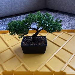 Bonsai Tree