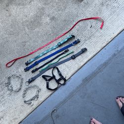 Dog Collars / Harness