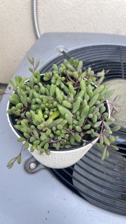 Plant for house