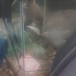 Complete Fish Tank Includes Everything Needed