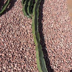 African Milk Tree Cactus Plants 