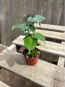 Monstera Deliciosas, $8 each