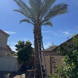 Madjol date palm tree about 15” high male productive