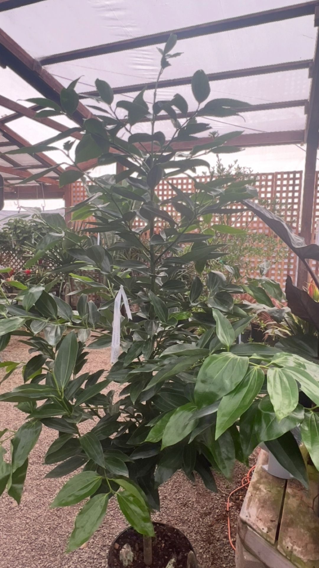 Cinnamon Tree