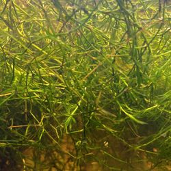 Guppy Grass