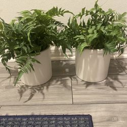 White Ceramic Planted Flax Plants 