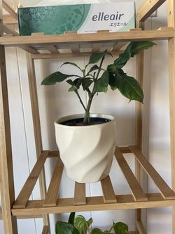 Young Lemon Tree in Decorative Pot