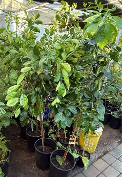 Arizona Sweet Orange 🍊 Trees 4F $55 Each Price Firm