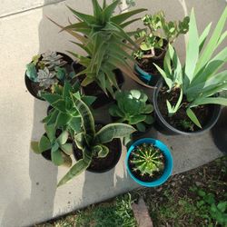 Succulents 