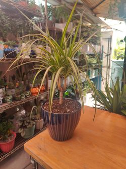 Dracaena Indoor Plants