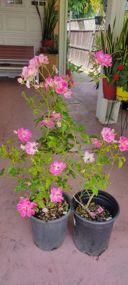 Climbing roses Plants Over 3ft Tall Blooming