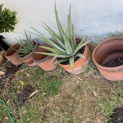 Aloevera   With Round Terracotta Planter (6 Gallon)