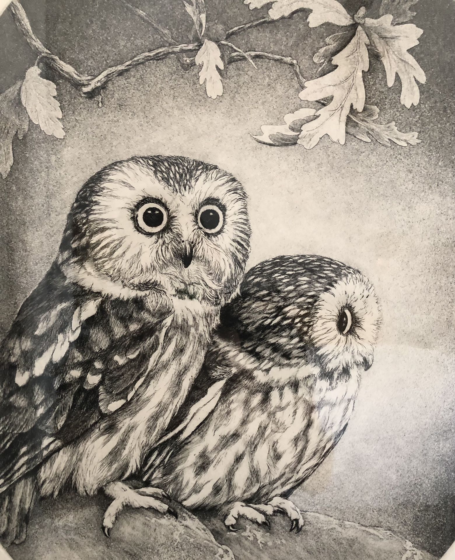 Owl Etching