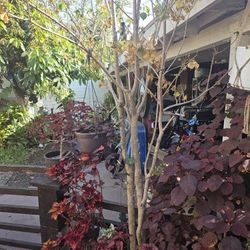 My last tree