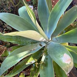 Planta